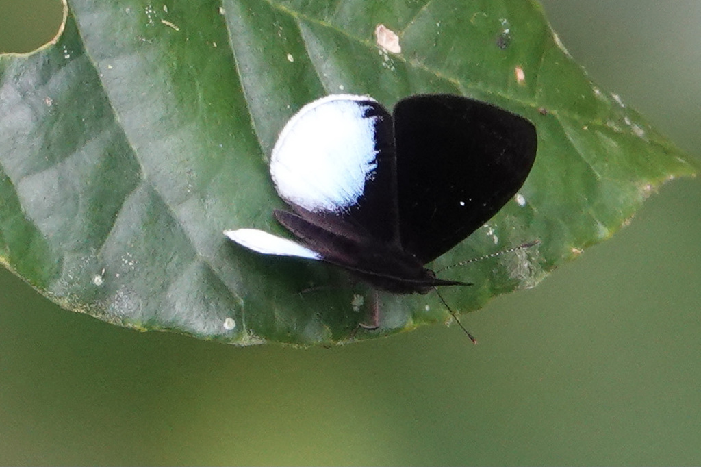 Mesosemia zanoa