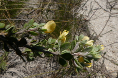 Aspalathus marginata