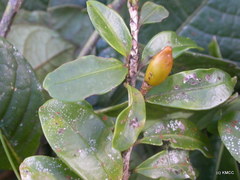 Erythroxylum