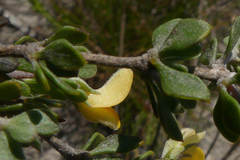 Aspalathus marginata