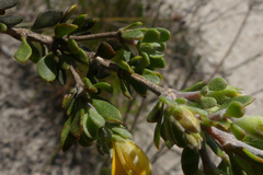 Aspalathus marginata