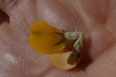 Aspalathus marginata