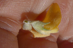 Aspalathus marginata