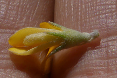 Aspalathus marginata