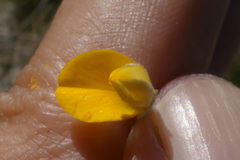 Aspalathus marginata