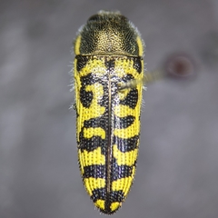 Acmaeodera solitaria