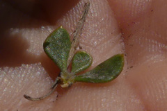 Aspalathus marginata