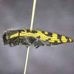 Acmaeodera solitaria