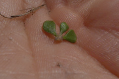 Aspalathus marginata