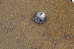 Chlorodiloma adelaidae