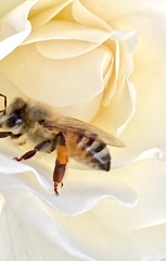Apis mellifera