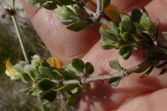 Aspalathus marginata