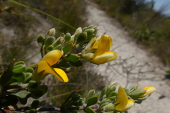 Aspalathus marginata