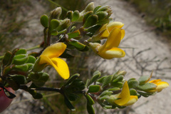 Aspalathus marginata