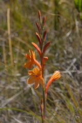 Watsonia zeyheri