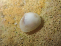 Kellia laperousii