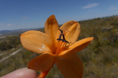 Watsonia zeyheri