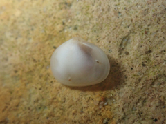 Kellia laperousii