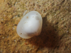 Kellia laperousii