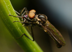 Homalocnemis