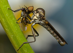 Homalocnemis