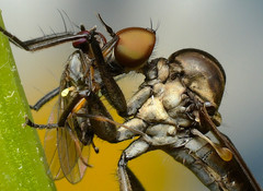Homalocnemis