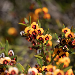 Daviesia sejugata