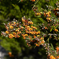 Daviesia sejugata