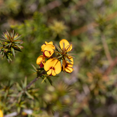 Pultenaea acerosa