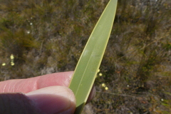 Watsonia zeyheri