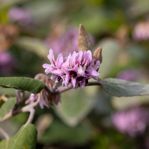 Lasiopetalum discolor Hook.