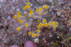 Eriophyllum pringlei