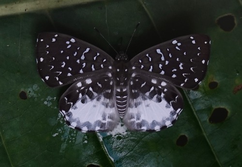 Napaea beltiana