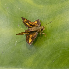 Potanthus palnia