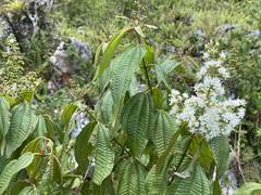 Miconia laevigata