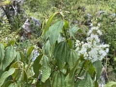 Miconia laevigata