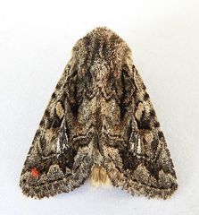 Ulolonche orbiculata