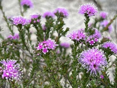 Kunzea capitata seminuda