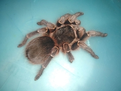 Acanthoscurria natalensis