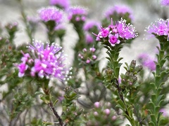 Kunzea capitata seminuda