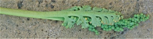 Botrychium X watertonense