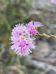 Kunzea capitata seminuda
