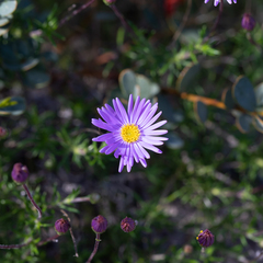 Olearia ciliata