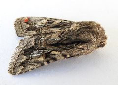 Ulolonche orbiculata