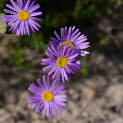 Olearia ciliata