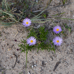Olearia ciliata