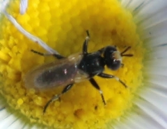 Thecophora propinqua