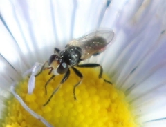 Thecophora propinqua