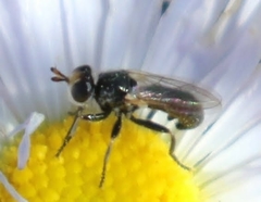 Thecophora propinqua