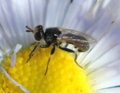 Thecophora propinqua